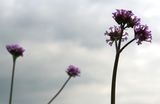 Verbena 120718 (1).JPG