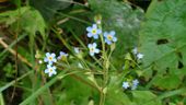 Forget-me-not.JPG