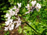 Coriander flowers