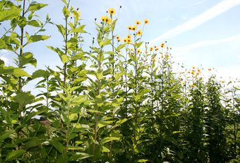 Jerusalem artichoke 120809.JPG