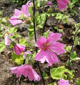 Lavatera olbia 'Rosea' 120619 (8).JPG
