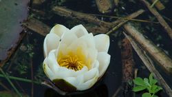 080523 Water lily 1.JPG