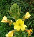 Oenothera 080903.jpg