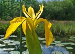 080518 Yellow iris 1.JPG