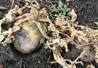 A smaller turnip species, it's entirely gone.