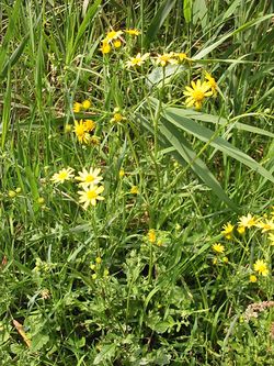 2003-07-07 Ragwort.JPG