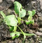 Spinach in greenhouse, undamaged after frost.