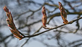 Amelanchier in spring
