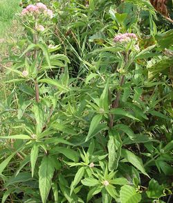 2003-07-07 Hemp-agrimony.JPG