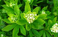 Galium odoratum.jpg