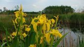 080523 Yellow iris 2.JPG
