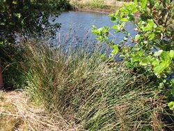 2003-07-14 Softstem bulrush.JPG