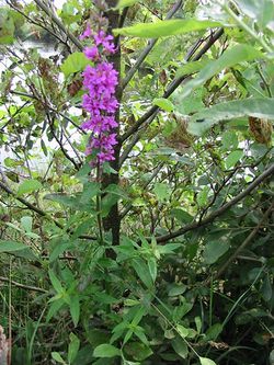 2003-07-08 Lythrum.JPG
