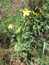 2003-07-13 St Johns wort.JPG