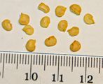 Chili pepper seeds, with cm-mm scale