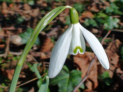 080217 Snowdrop.JPG