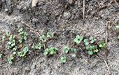 Very young mustard plants