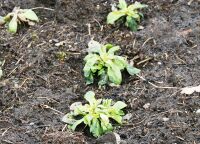 These corn salad plants have suffered but can later be harvested.