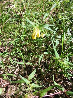 Teucrium montanum E.JPG