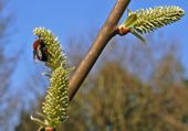 Willow with bee collecting pollen