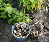 Jerusalem artichoke harvest 121002.JPG