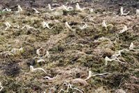 These garlic plants grew from cloves planted before winter. Here they are shown after an extended period of frost. They will survive but have suffered, even though the soil was covered with mulch.