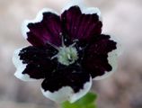 Nemophila Menziesii (Penny Black)