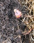 This rhubarb plant had already begun to grow in winter. After the period of frost it's still undamaged.