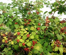 Raspberry 120806.JPG