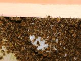 Bees making a new honeycomb. The wax is still colored white. Later the bees will bring pollen with in it carotene and this will give the wax its yellow color.