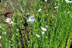Linseed 120806.JPG