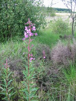2003-07-09 Fireweed.jpg