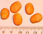 Fava bean seeds - with cm-mm scale