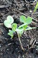 Young snow pea plants