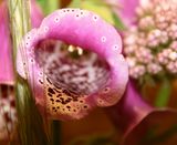 Foxglove 120612.JPG