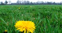 Dandelion field.jpg