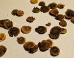 Seeds of 'Black Hollyhock'