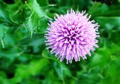 Thistle flower 1.jpg