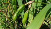Bulrush fruits