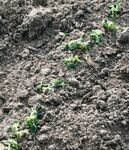 Peas in greenhouse. They have been damaged more than i expected.