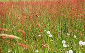 A field with sheep's sorrel