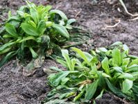 These corn salad plants are in a cold frame and look better than the ones outside.