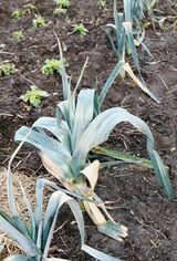 Winter leek after frost 120217.JPG
