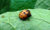 Larva of colorado potato beetle on potato leaf