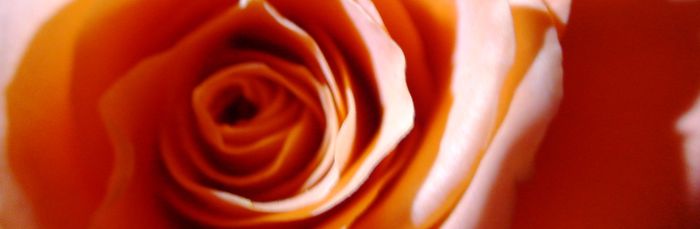 Faith image - love flower.JPG