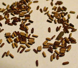 Verbena bonariensis seeds.JPG