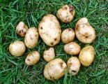 Harvest of first potatoes in the year, of a cultivar that grows fast.