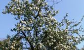 Old apple tree full with blossoms
