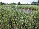 2003-07-14 Common reed.JPG