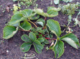 Strawberry half year old 111223.jpg
